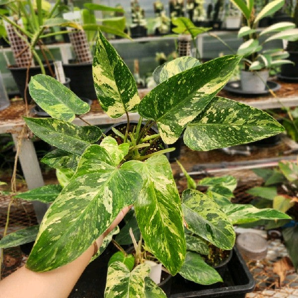 Philodendron Emerald Queen Marble Mutation