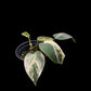 Philodendron Micans variegated