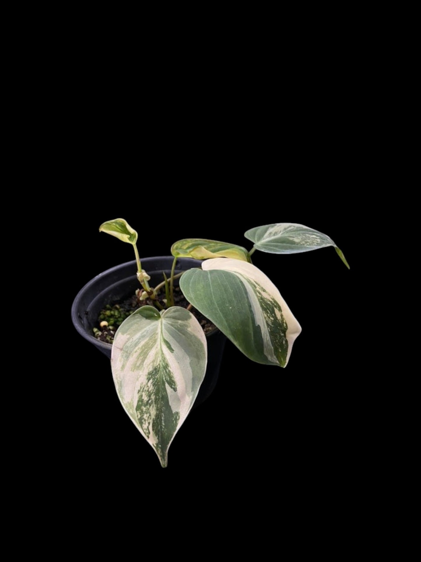 Philodendron Micans variegated
