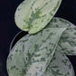 Scindapsus Silver Lady