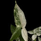 Syngonium podophyllum albo