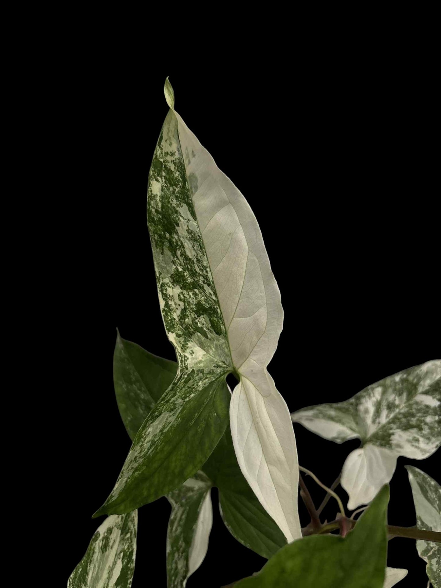 Syngonium podophyllum albo