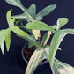 Philodendron Florida Beauty