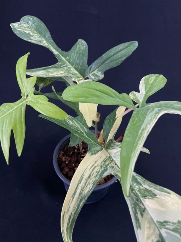 Philodendron Florida Beauty