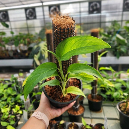 Monstera gracilis