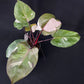 Philodendron Red Anderson
