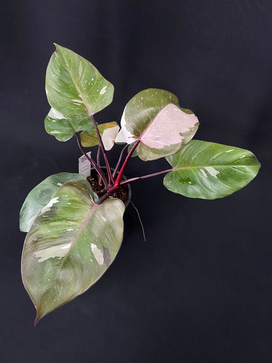 Philodendron Red Anderson