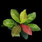 Philodendron Red Moon