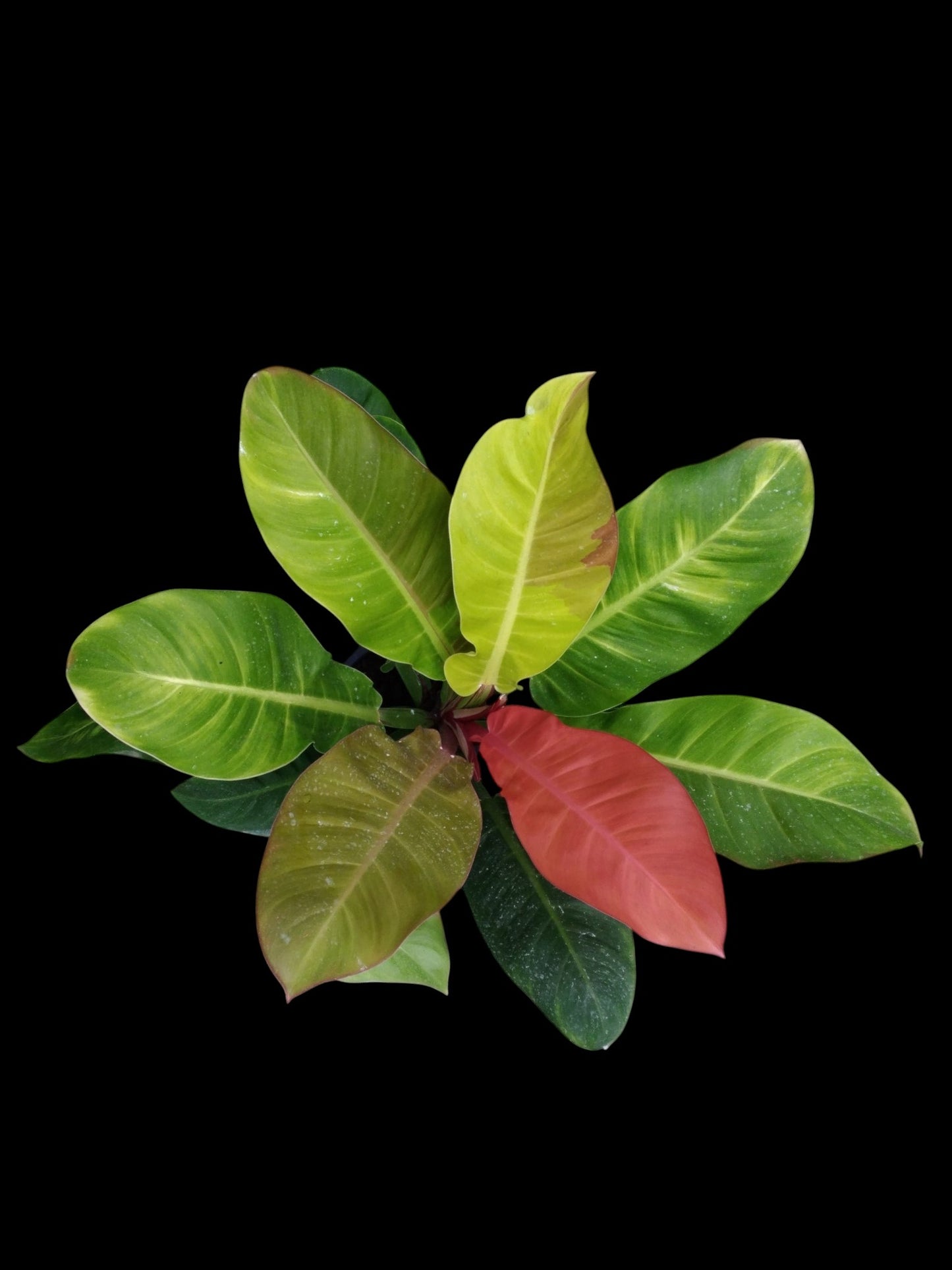 philodendron red moon for sale Philodendron Red Moon