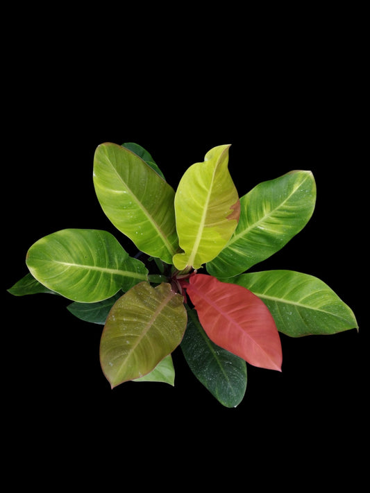 Philodendron Red Moon