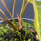 Philodendron pastazanum x billietiae Dwarf