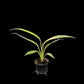 Epipremnum amplissimum aurea
