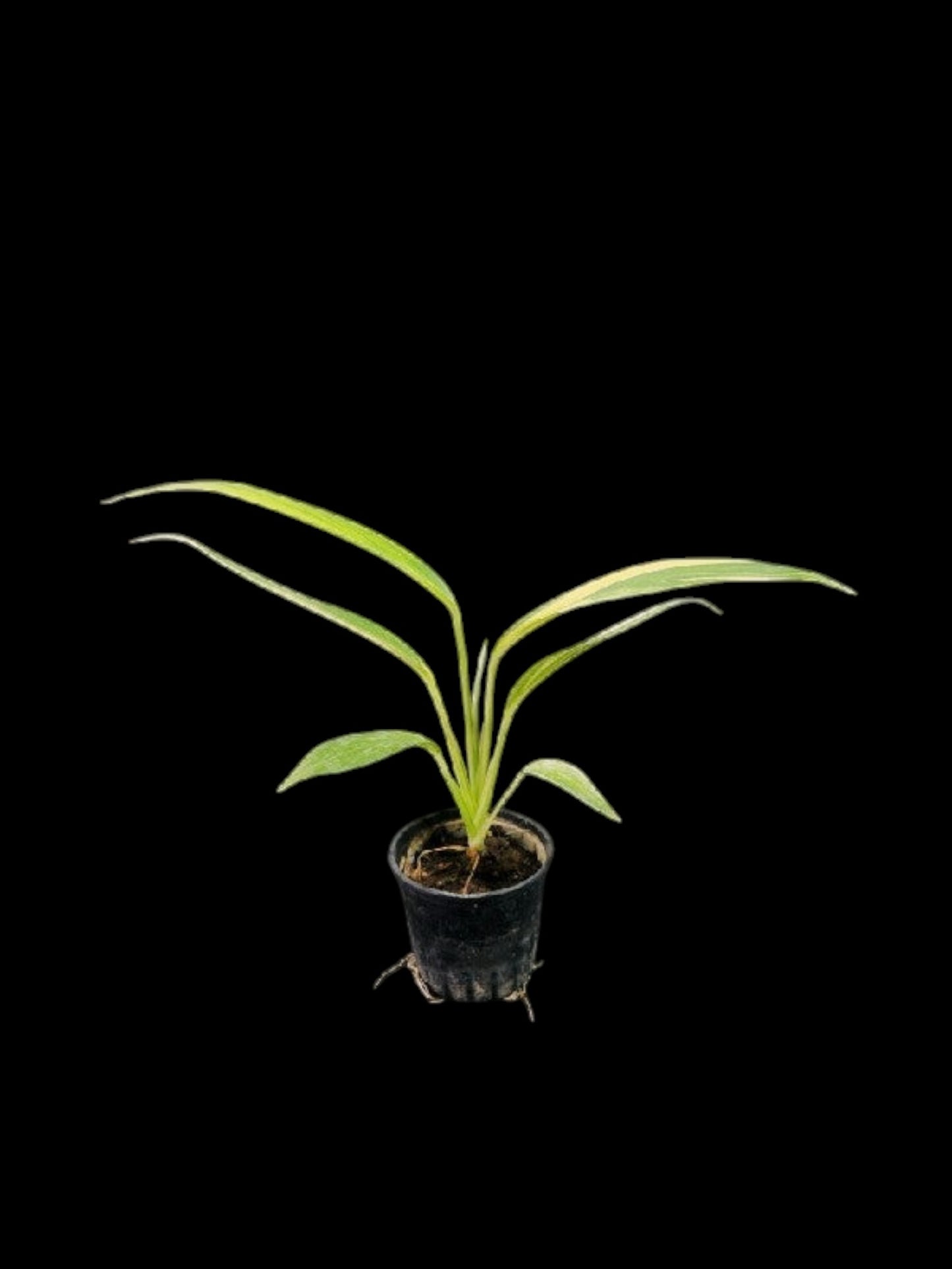Epipremnum amplissimum aurea