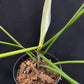 Philodendron Florida Narrow Form