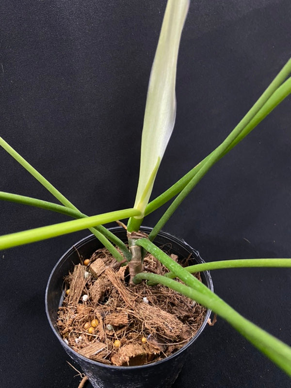 Philodendron Florida Narrow Form