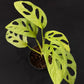Monstera adansonii European Mint