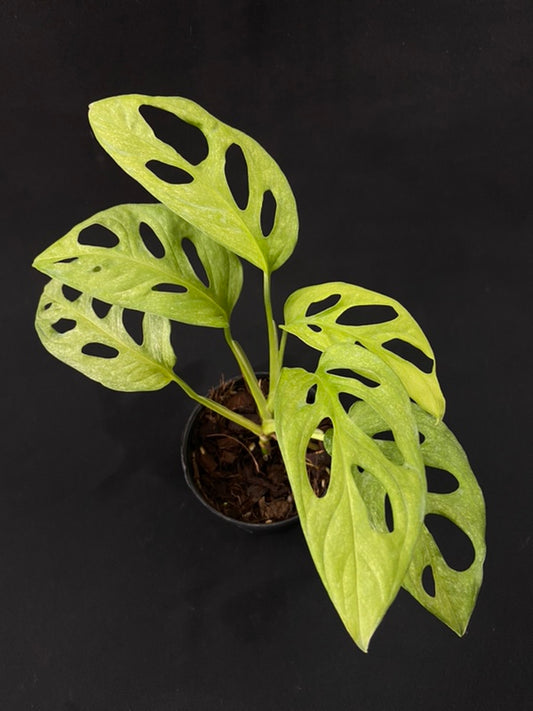 Monstera adansonii European Mint