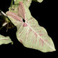 Syngonium Milk Confetti