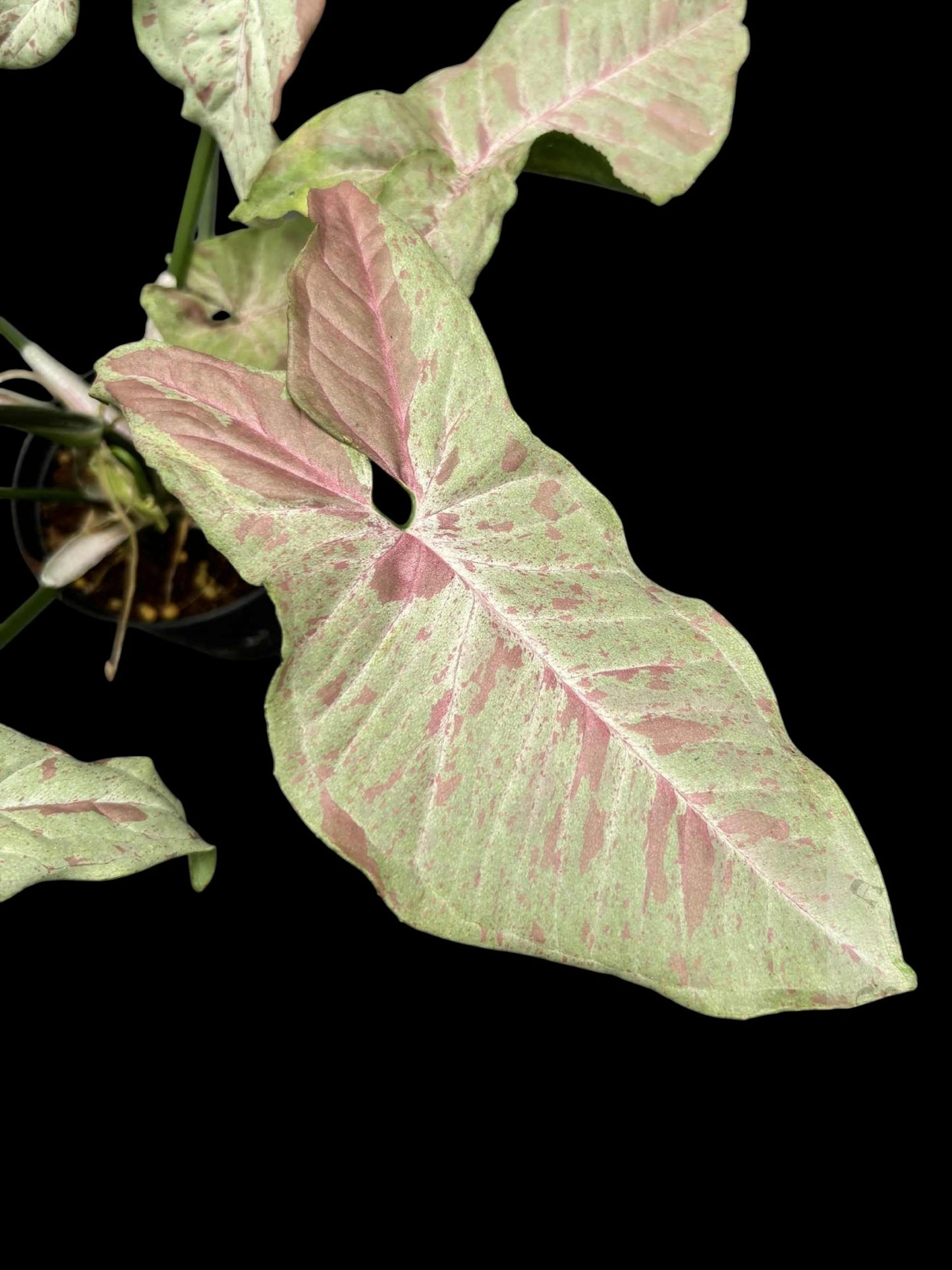 Syngonium Milk Confetti