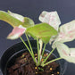Syngonium Milk Confetti