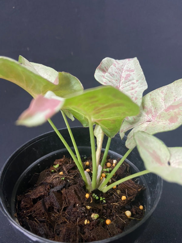 Syngonium Milk Confetti