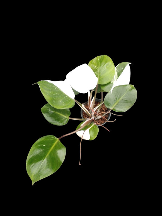 Philodendron White Knight Mutation