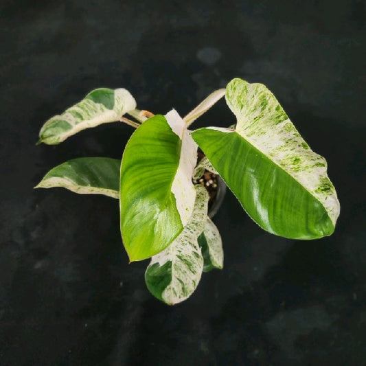 Philodendron Emerald Ice
