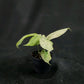 Amydrium medium Mint