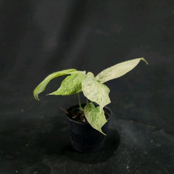 Amydrium medium Mint