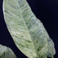 Epipremnum giganteum marble variegated