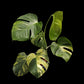 Monstera deliciosa aurea