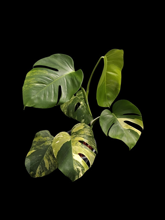 Monstera deliciosa aurea