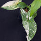 Syngonium podophyllum albo