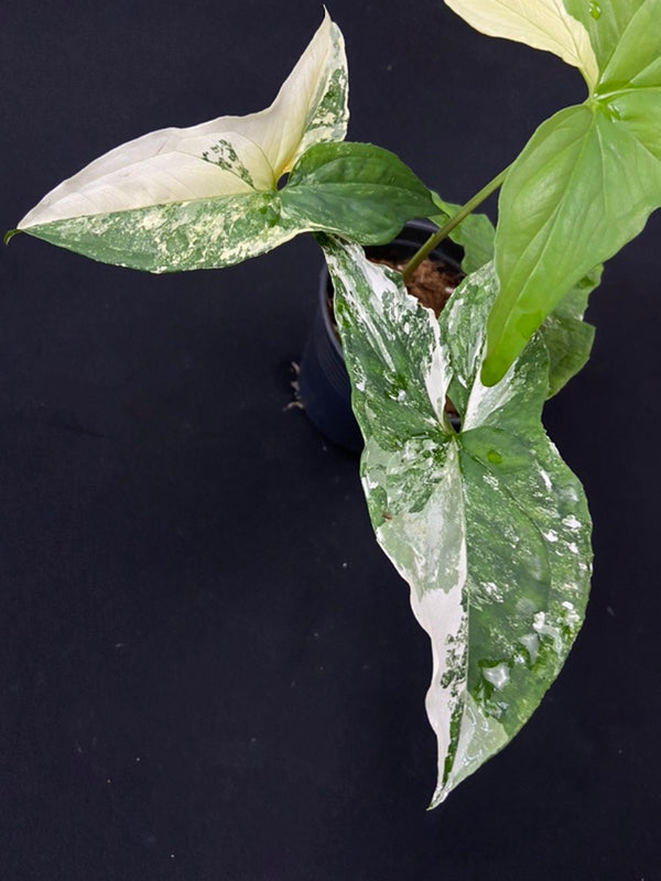 Syngonium podophyllum albo