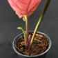 Syngonium Strawberry Ice