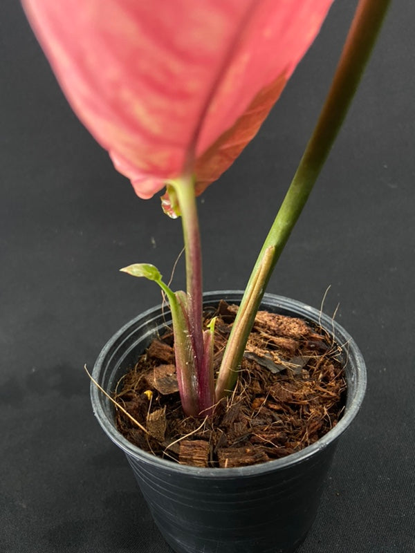 Syngonium Strawberry Ice