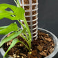 Monstera sp Tamarindo