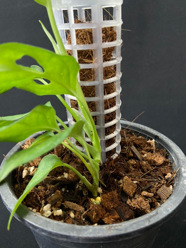 Monstera sp Tamarindo