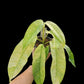 Rhaphidophora Gorilan variegated