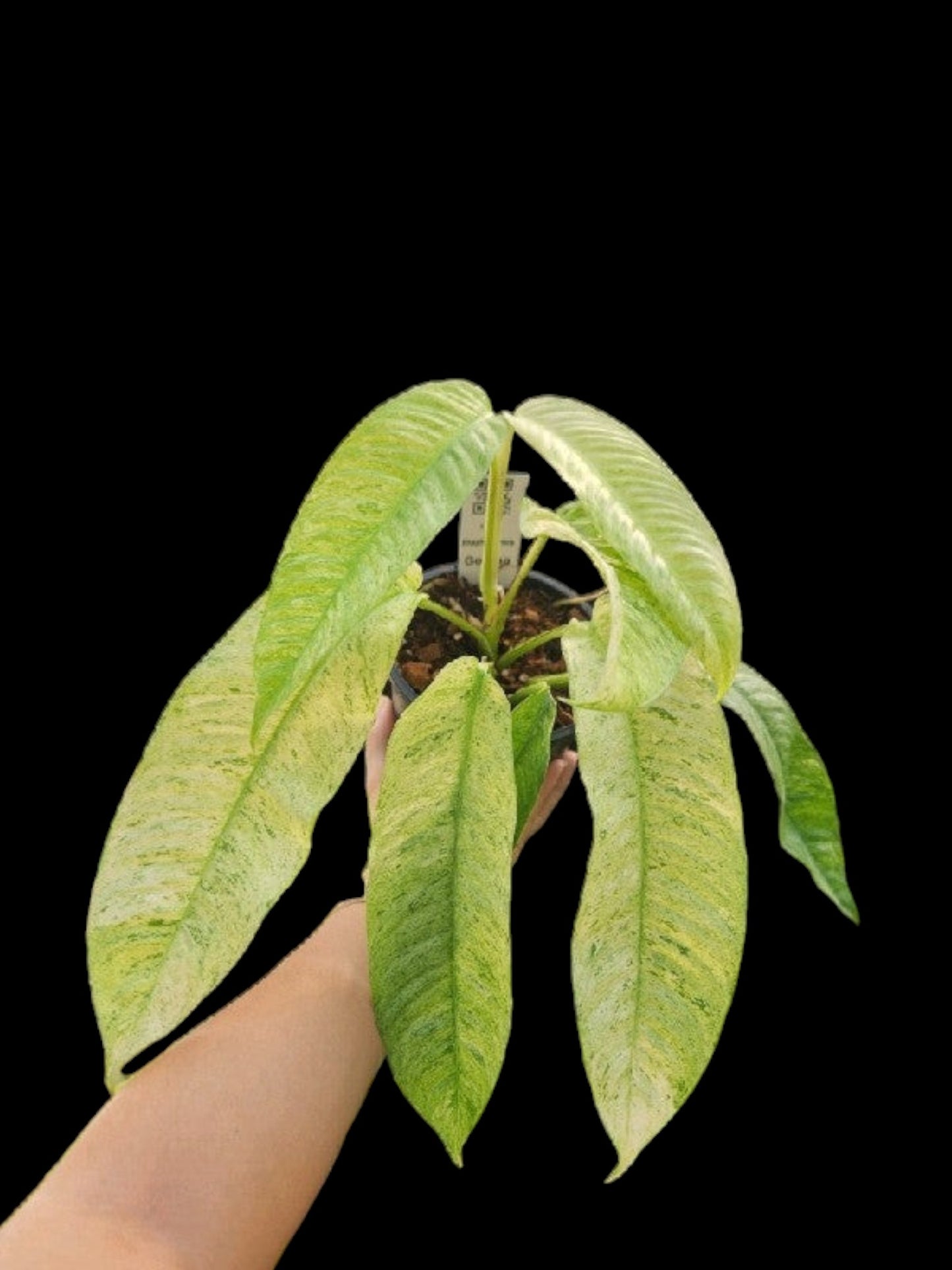 Rhaphidophora Gorilan variegated