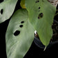 Amydrium hainanense