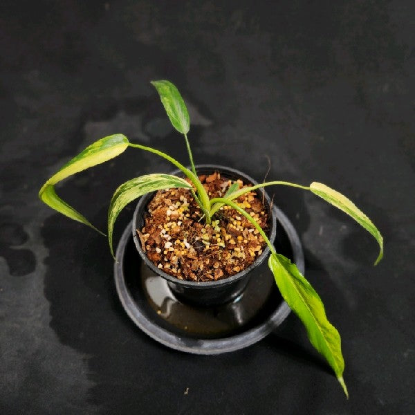 Philodendron holtonianum aurea variegated