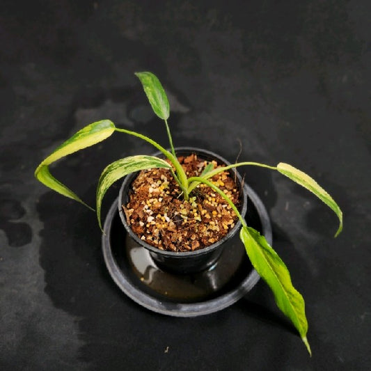 Philodendron holtonianum aurea variegated