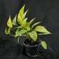 Epipremnum pinnatum Golden Star