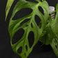 Monstera obliqua los tayos
