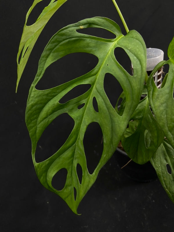 Monstera obliqua los tayos
