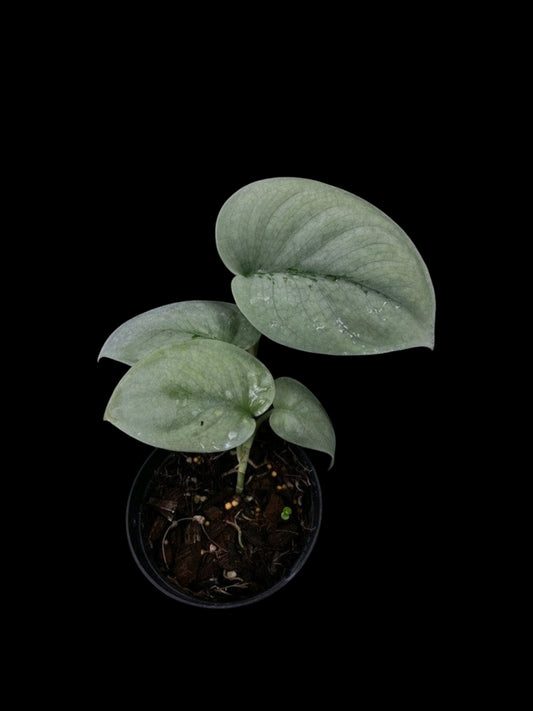 Scindapsus Platinum