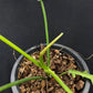 Philodendron San Antioquia