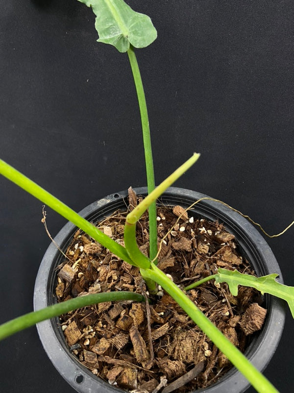 Philodendron San Antioquia