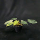 Philodendron Emerald Queen Marble Mutation